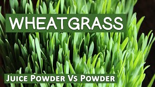 Wheatgrass Powder Vs Wheatgrass Juice Powder Explained [upl. by Antony]