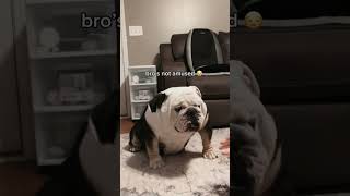 bro don’t like tickle fights 🤣🧿 englishbulldog bulldogs foryou doglover doglove shortsfeed [upl. by Liagiba]