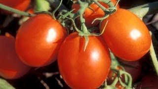 Psoriasis Eczema Tomato History No Tomatoes Cure 12 [upl. by Dranyar]