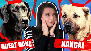 GREAT DANE VS KANGAL [upl. by Alleuqcaj965]