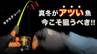 【知多半島釣り】極寒な冬に良く釣れる、今がアツいあの魚を狙え‼︎ [upl. by Ise816]