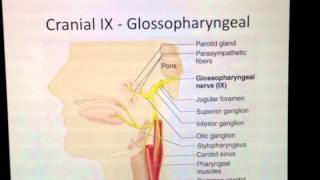 Cranial Nerves 9 of 12 Glossopharyngeal Nerve  Head and Neck Anatomy 101 [upl. by Allistir]