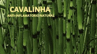 Cavalinha Equisetum arvense ‐ [upl. by Barbaraanne]