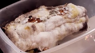 Can you Eat Mouldy Food  After Life The Science of Decomposition  Earth Science [upl. by Siradal570]