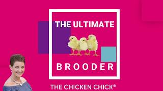 The Ultimate Chick Brooder Setup [upl. by Vinna]