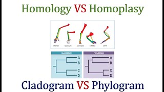 Homology VS Homoplasy amp Cladogram VS Phylogram [upl. by Azzil84]