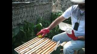 Beekeeping thymol crystals for varroa treatment [upl. by Anyrtak]