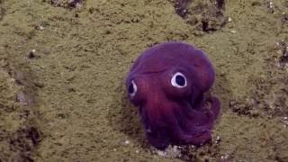 Googlyeyed Stubby Squid  Nautilus Live [upl. by Lybis313]