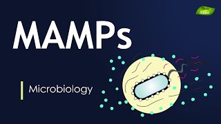 MicrobialAssociated Molecular Patterns  MAMPs  Immunology  Full Lecture  Basic Science Series [upl. by Ysied]