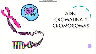 ADN cromatina y cromosomas [upl. by Quackenbush109]