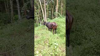 dwarf cow breeds in india Vechur cattle gaiya gaay cows calf [upl. by Sitrik]