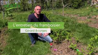 Comment ENTRETENIR le FRAMBOISIER [upl. by Davina]