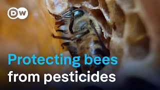 Scientists develop supplement to protect bees from pesticides  DW News [upl. by Gigi]