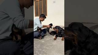 Ek Tera Ek Mera 😂puppies ka Batwara ho gya aaj ✅puppies rottweiler comedy [upl. by Brelje]