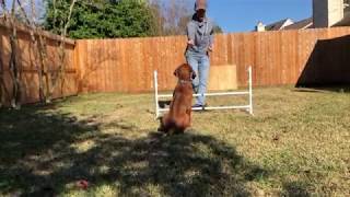 Agility Training With Tex The Rhodesian Ridgeback [upl. by Clo]