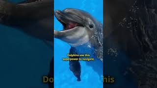 How Dolphins Use Echolocation to See [upl. by Socin511]