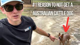 My 1 Reason To Not Get An Australian Cattle Dog MUST WATCH BEFORE GETTING [upl. by Beckie726]