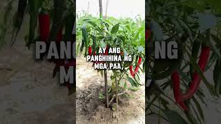 Sintomas ng mababang potassium fypシ゚viral viralvideo halamangrecipeph [upl. by Marcelle]