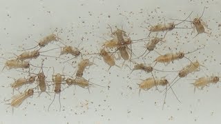 Breeding Crickets  Pinheads [upl. by Elleinad]