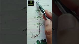 Equisetum amp fern pteridophytes ncert imp diagram class 11th ncert biology neet2025 aiims [upl. by Mercado]