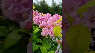 Bougainvillea Rare Verieties bougainvillea bougainvilleaflower bougainvilleabloom viralshorts [upl. by Feucht507]