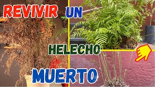 Como REVIVIR Una Planta De HELECHO Casi MUERTA  Huerto Citadino [upl. by Maryanna448]