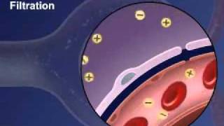 Glomerular Filtration in Kidney [upl. by Atelahs]