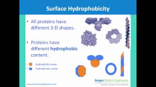 Intro to Hydrophobic Column Chromatography [upl. by Eiramanin301]