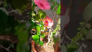 Organic gardening Herbal floweing and ornamental plants jnanavijnana [upl. by Arzed]