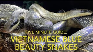 Blue beauty snakes care guide how to keep elaphe orthriophis taeniura [upl. by Baal684]