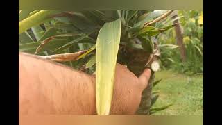 yucca elephantipes  culture et bouturage [upl. by Balcke]