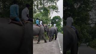 Elephant in kaziranga ❤️🐘🐘🐘 [upl. by Lorie]