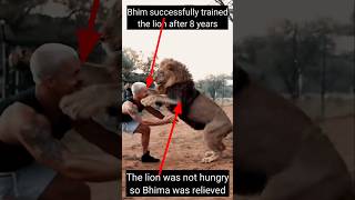 The lion was not hungry so Bhima was relieved lion shorts [upl. by Dolph]