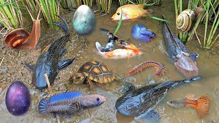 Colorful surprise eggs lobster snake cichlid betta fish turtle butterfly fish goby fish [upl. by Allehcram]