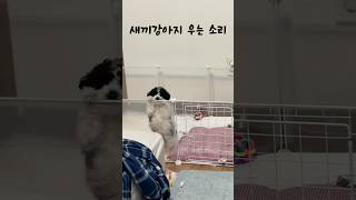 역대급 새끼강아지 우는 소리 아기강아지 [upl. by Elleuqar]