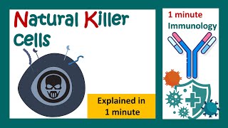 Natural Killer cells explained in 1 minute  NK cell and its role in immunity  1 minute immunology [upl. by Rochelle6]