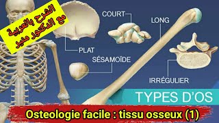 osteologie  le tissu osseux types fonctions et configuration externe [upl. by Awad]