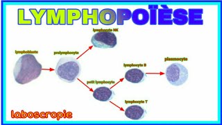 la lymphopoïèse [upl. by Algie]