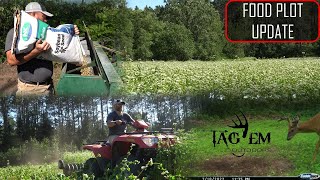 No Till Fall Food Plots  Brassicas  Beans  Peas  Turnips  Oats  Buckwheat [upl. by Karlow]