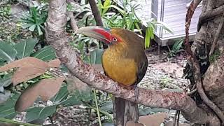 Saffron Toucanet Araçaribanana  Bird Paradise Singapore [upl. by Demetris]