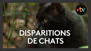 Des dizaines de chats disparaissent sans laisser de trace sur lîle de Ré [upl. by Mallis]