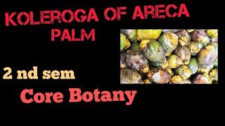 Koleroga Nutfall or Mahali Disease of Areca Palm [upl. by Ebert]