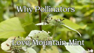 WTF are these pollinators doing Ep 2 Mountain Mint [upl. by Warenne]