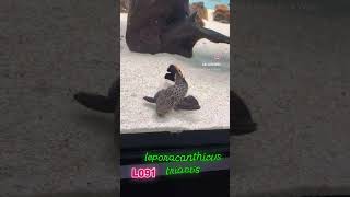 pleco L091 leporacanthicus triactis trending music fishing shortvideo comedy anime animals [upl. by Eerrahs]