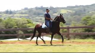 LOTE 03 ONASSIS DA FIGUEIRA [upl. by Eon118]