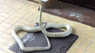 King Cobra  Great Specimen  Ophiophagus hannah in Thailand [upl. by Deibel]