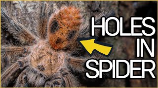 What will this Red Fox Tarantula showcase us Ocelot Tarantula from Chile [upl. by Ttekcirc]