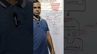 Mechanism of enzyme catalyst l Tala chabi mechanism [upl. by Anbul107]