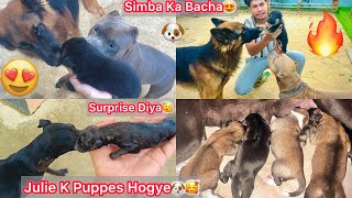 Finally Julie K Puppies Hogye😍Newborn Baby🥰 Simba K Bacha Ko Ghar Le Aaye Sb Dogs Se Milvya🐶 [upl. by Ahseela]