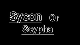 Sycon or Scypha  General characters amp Classification amp Diagram of syconScypha  porifera [upl. by Athalla]